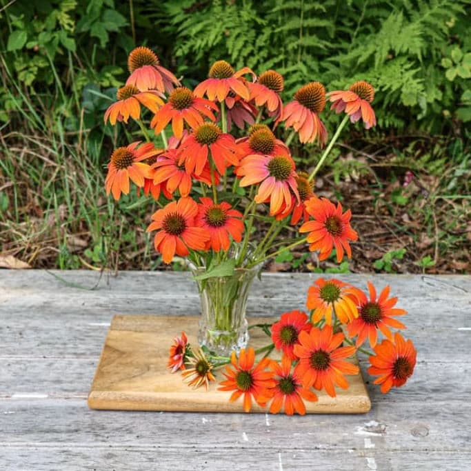 Echinacea 'Soft Orange' Seeds — Artisan Perennial Bloom - View 8