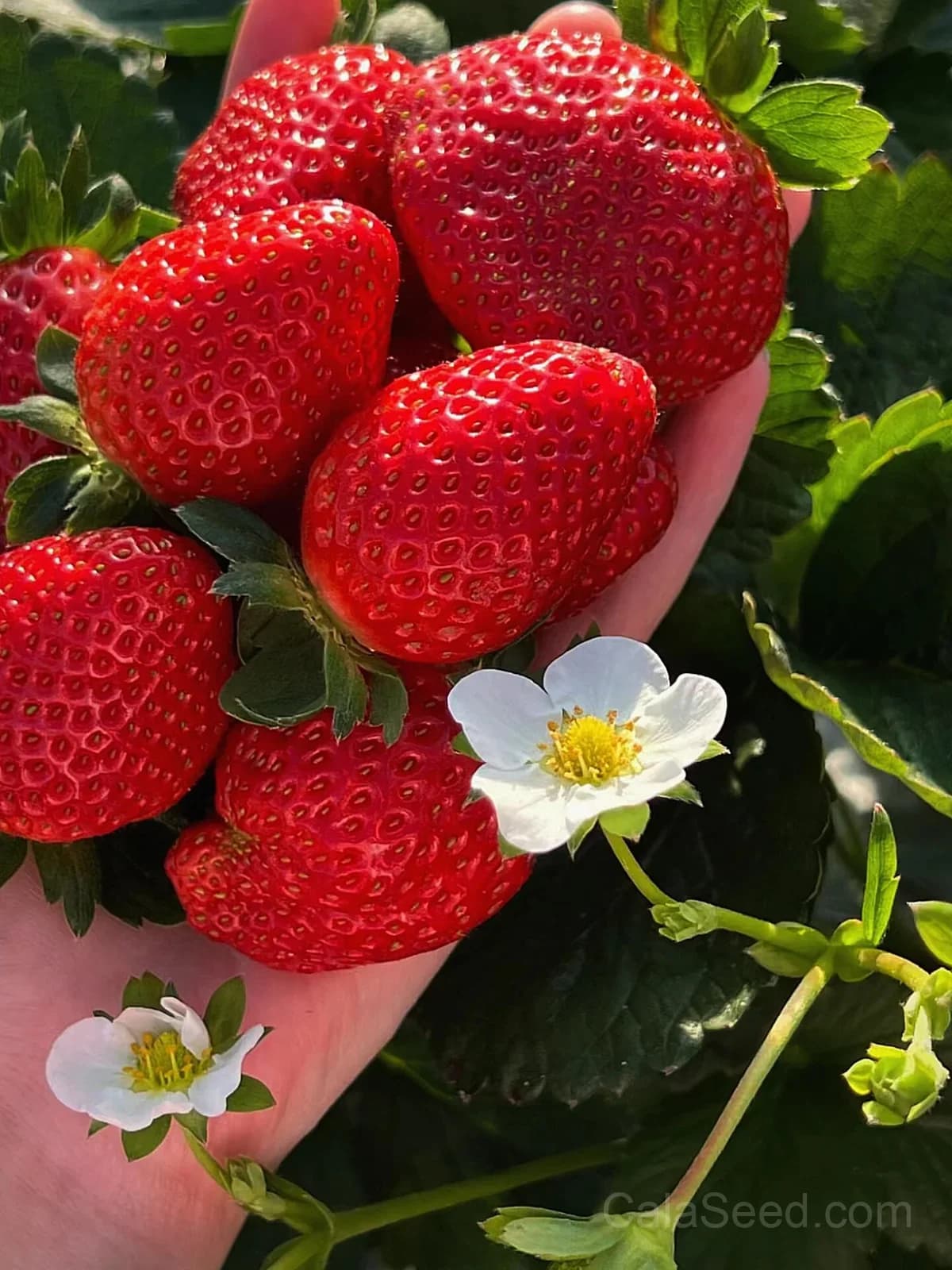 Strawberry 'Red 'N' Juicy' Seeds — Sweet Homegrown Fruit - Alt