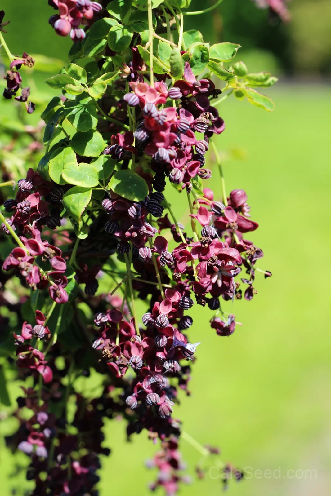 Chocolate Vine 'Akebia Trifoliata' Seeds — Edible Ornamental Climber - View 13