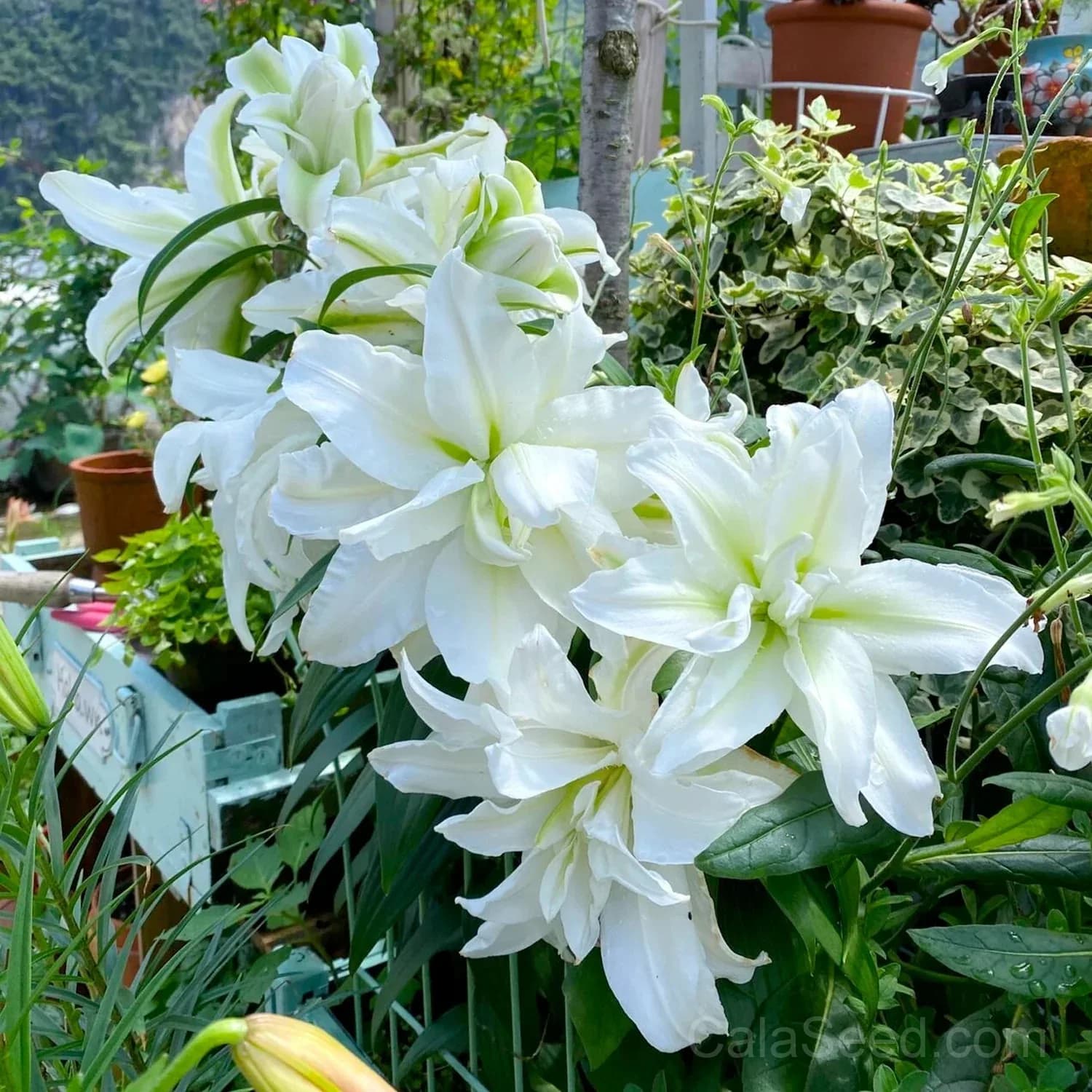Rare Lily Bulbs — Showy Summer Blooms - View 3