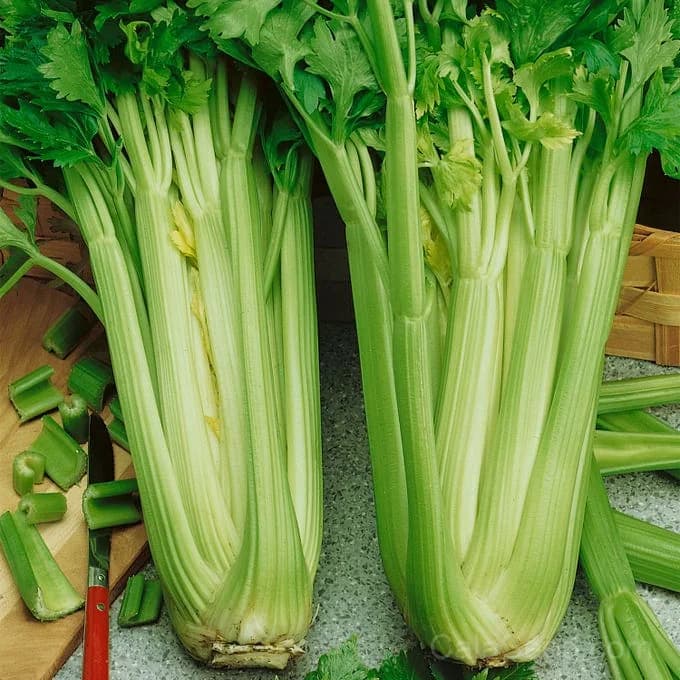Tall Utah 52-70R Celery Seeds — Improved Disease-Resistant Stalks - Alt
