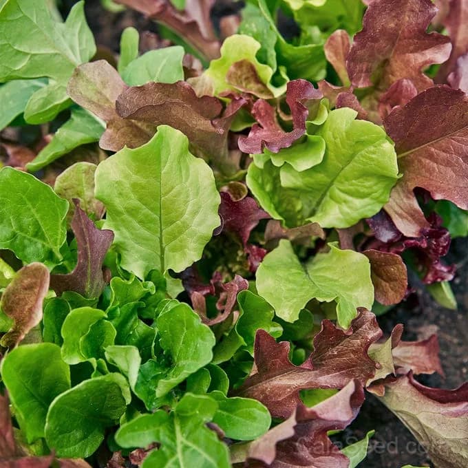 Mesclun Salad Mix Seeds — Gourmet Baby Greens Blend - Main