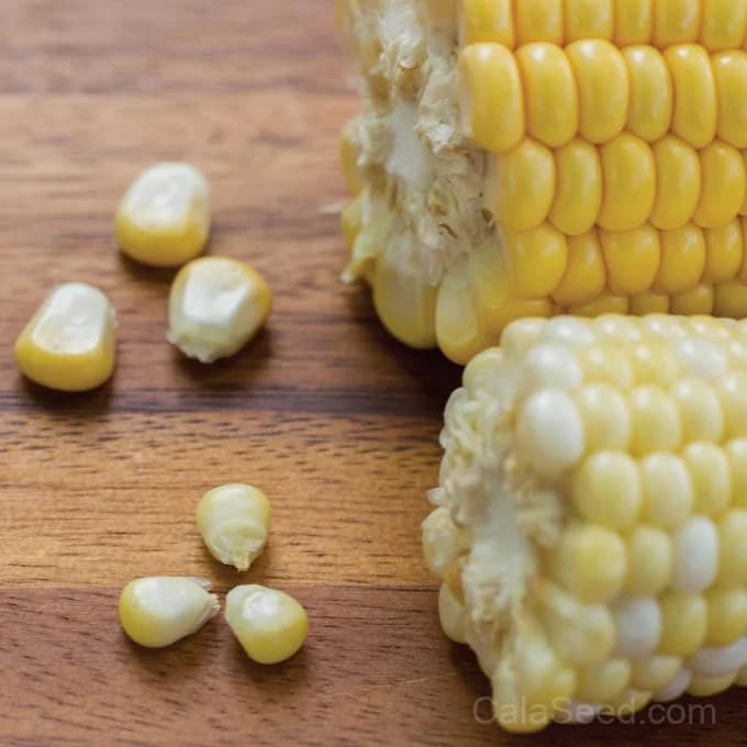 Jaws Corn Seeds — Sweet Summer Harvest - Alt
