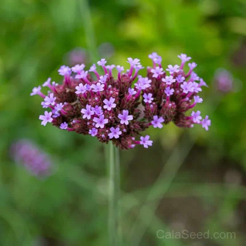 Verbena Bonariensis Seeds — Tall Purple Pollinator Magnet - View 2