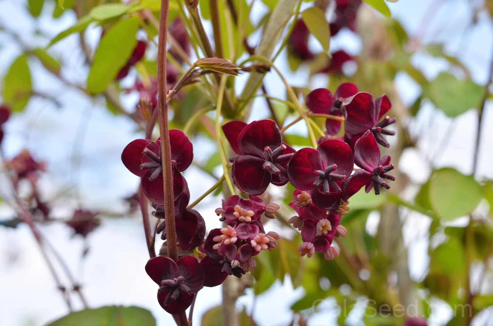 Chocolate Vine 'Akebia Trifoliata' Seeds — Edible Ornamental Climber - View 3