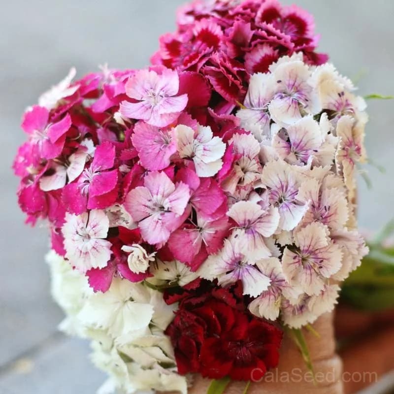 Sweet William Dianthus Seeds — Fragrant Cottage Garden Flower - Main