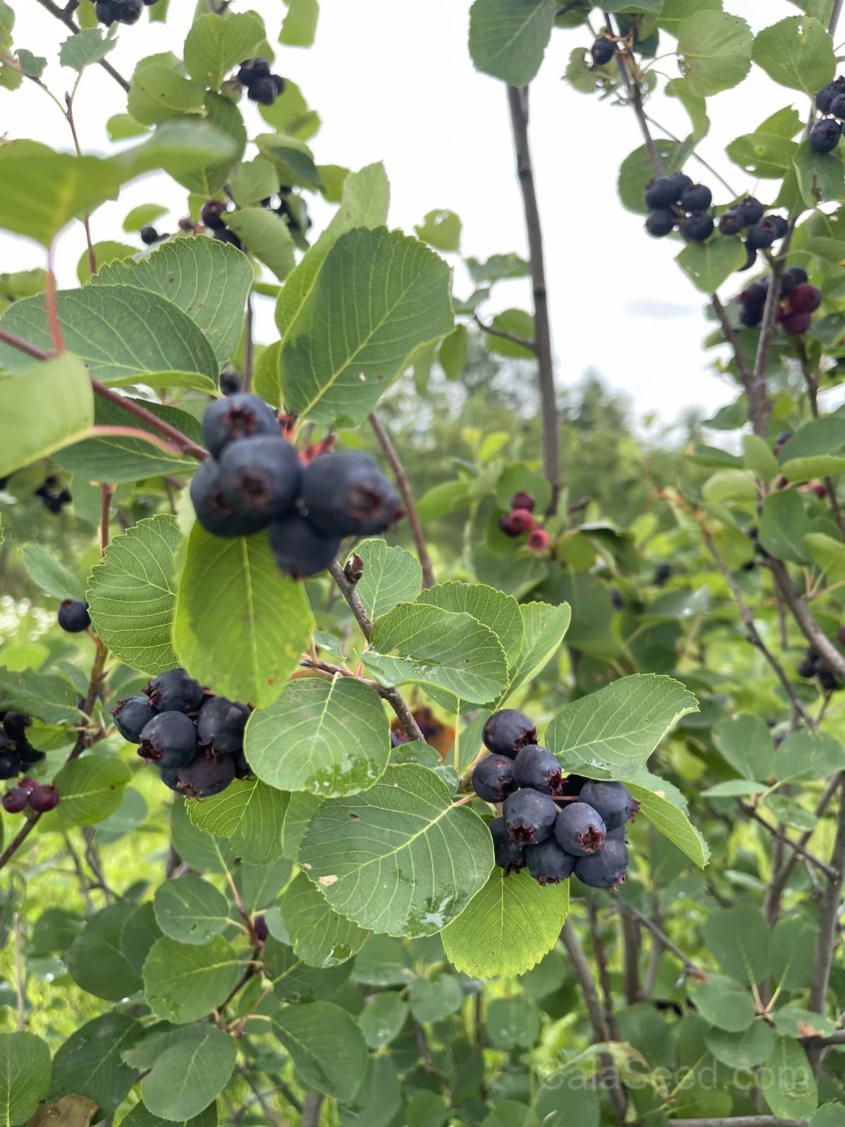 Saskatoon Serviceberry 'Amelanchier Alnifolia' Seeds — Native Edible Purple Berry - View 9