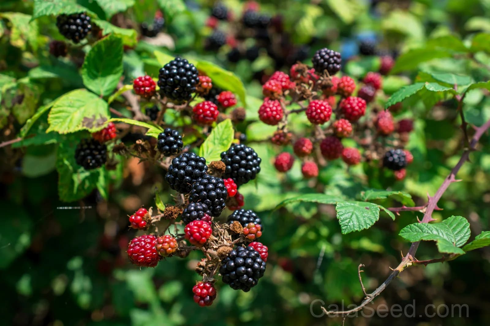 Pacific Blackberry 'Trailing' Seeds — Native Vining Fruit Berry - View 1