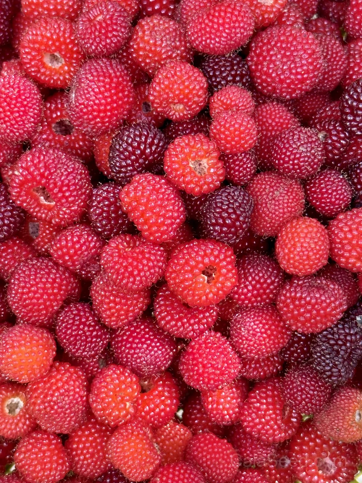 Raspberry 'Ruby Red' Seeds — Sweet Home Garden Fruit - View 5