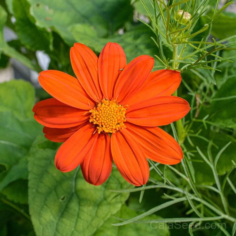 Fiesta del Sol Tithonia Seeds — Vibrant Mexican Sunflower - Main