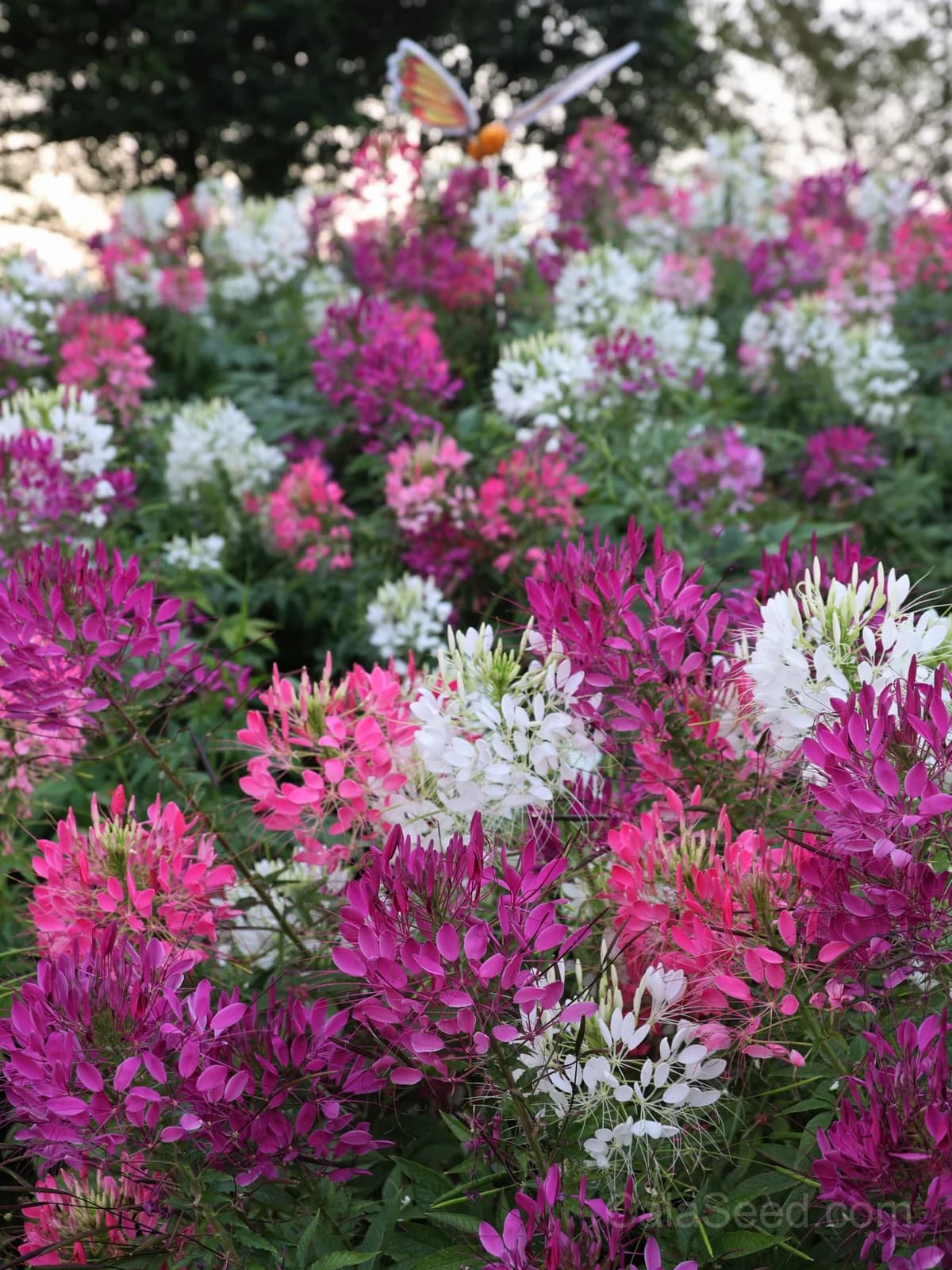 Cleome 'Cherry Queen' Seeds — Vibrant Spider Flower Blooms - Alt