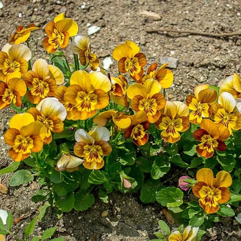 Honeybee Viola Seeds — Pollinator-Friendly Blooms - View 1