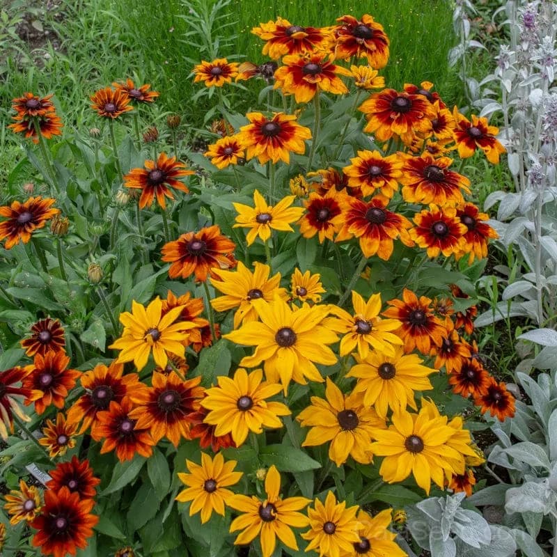 Autumn Colors Rudbeckia Seeds — Vibrant Fall Garden Bloom - Main
