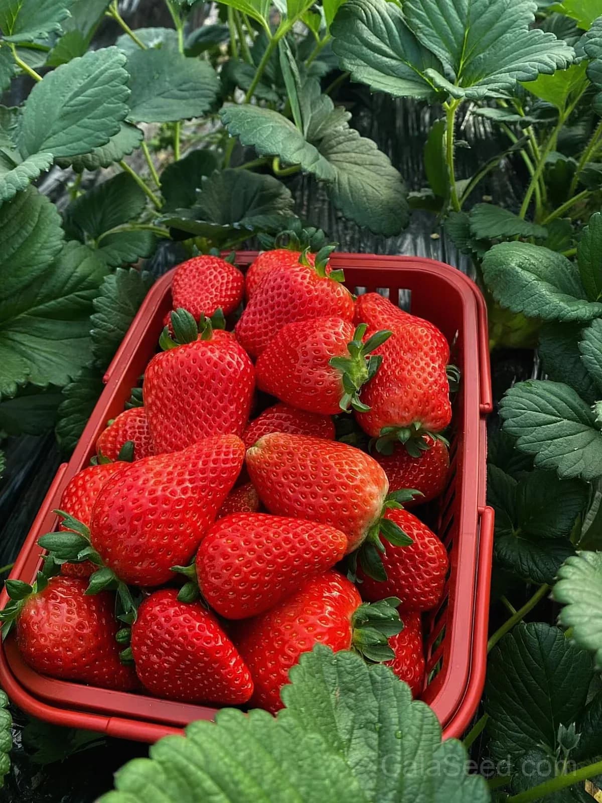 Strawberry 'Red 'N' Juicy' Seeds — Sweet Homegrown Fruit - View 7