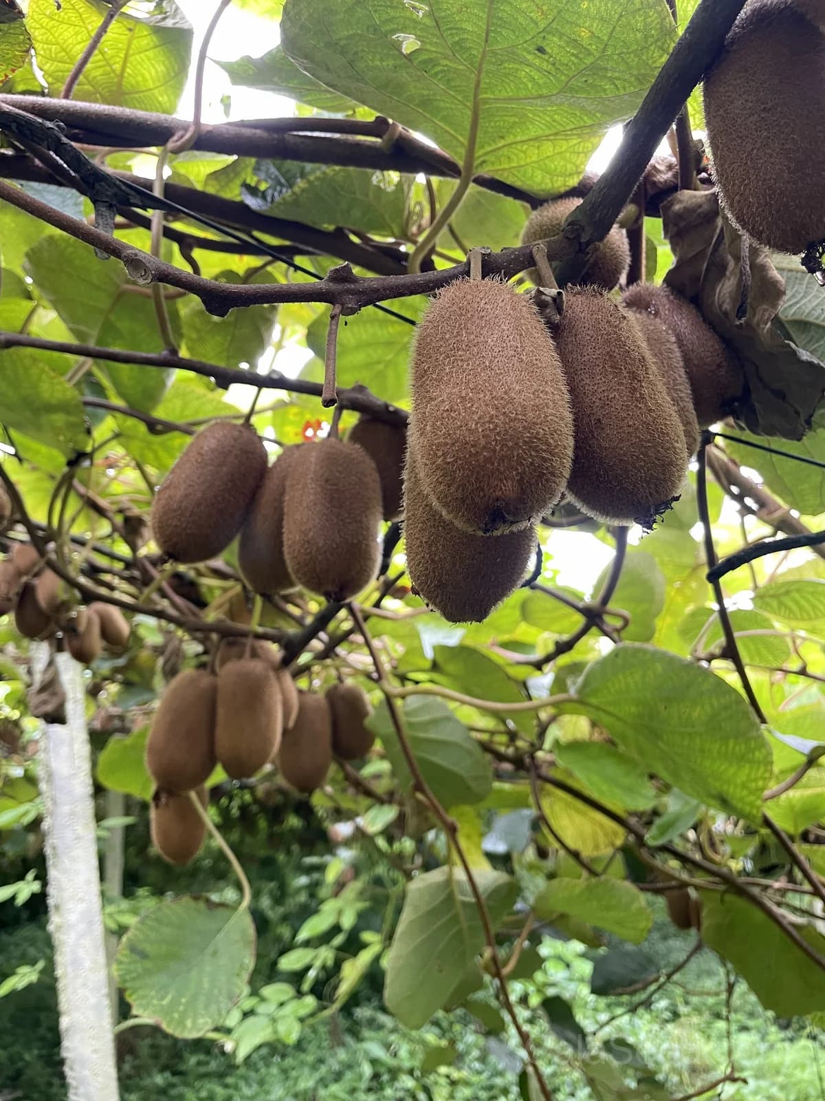 Arctic Beauty Kiwi 'Kolomikta' Seeds — Variegated Edible Vine - View 1