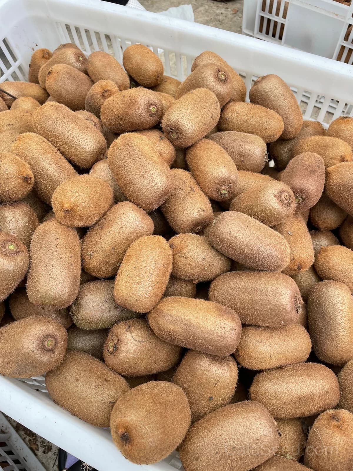 Arctic Beauty Kiwi 'Kolomikta' Seeds — Variegated Edible Vine - View 6