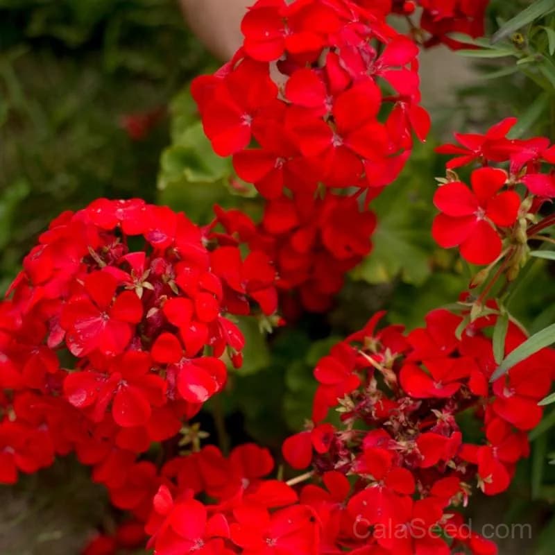 Multibloom Red Geranium Seeds — Continuous Blooming Flower - View 1