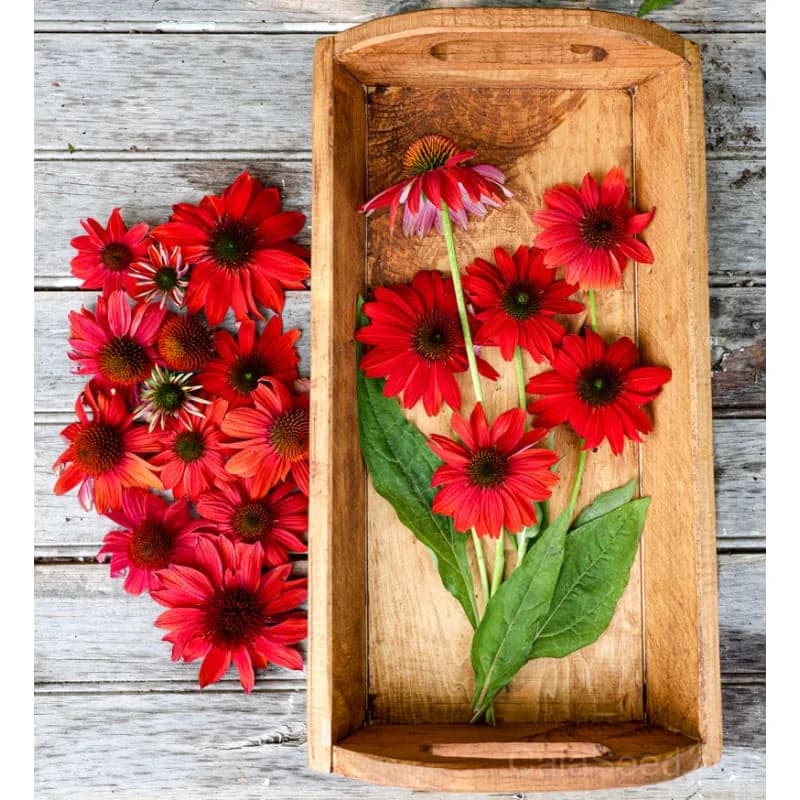 Red Ombre Artisan Echinacea Seeds — Striking Two-Tone Blooms - View 10
