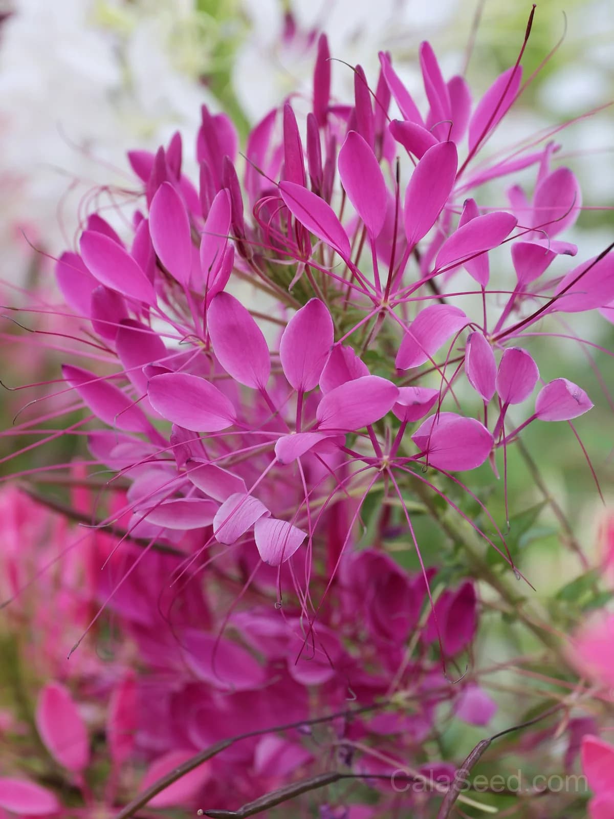 Cleome 'Cherry Queen' Seeds — Vibrant Spider Flower Blooms - View 5