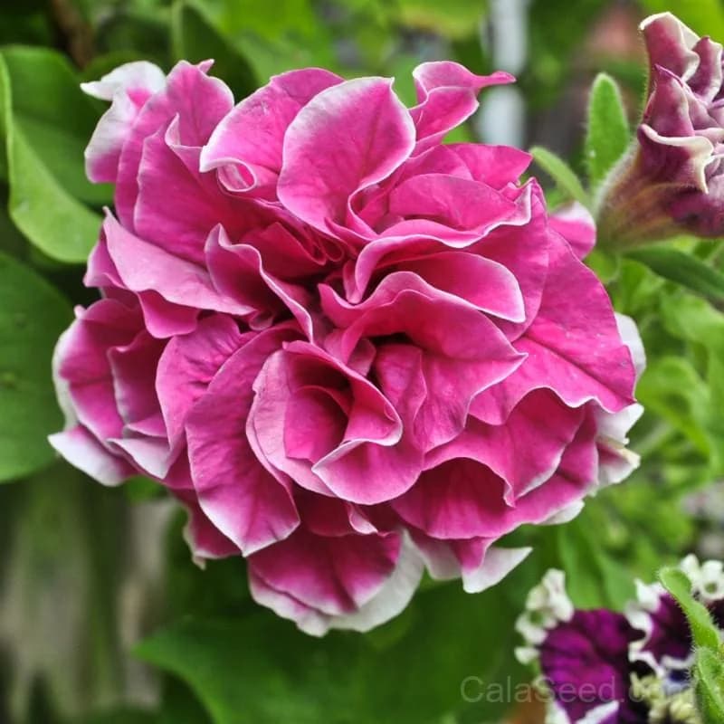 Pirouette Petunia Seeds — Compact Mounded Bloom - View 1
