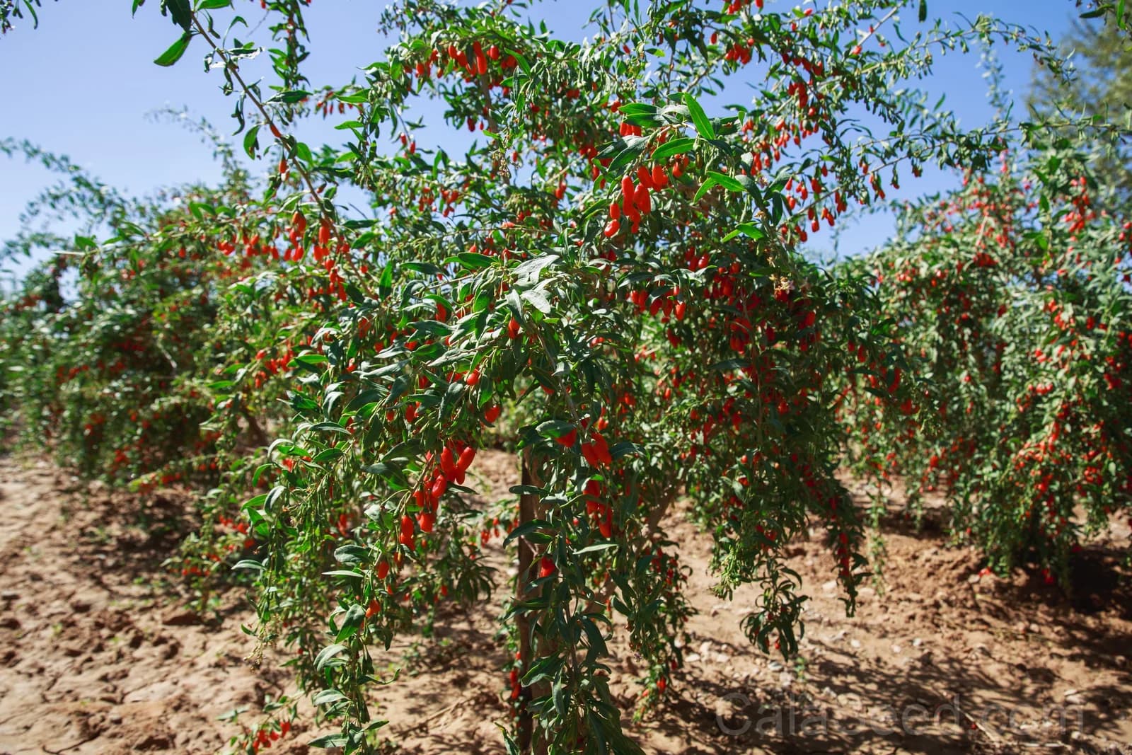 Himalayan Goji Berry 'Tibetan' Seeds — Antioxidant-Rich Superfruit - View 7