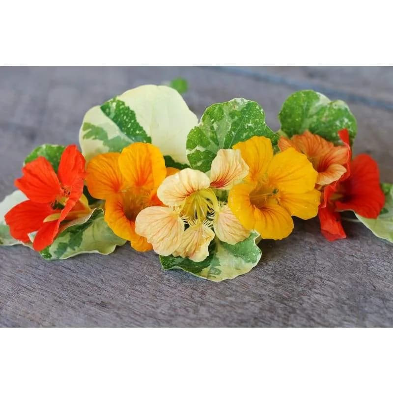Alaska Mix Nasturtium Seeds — Cold-Hardy Edible Flowers - Alt