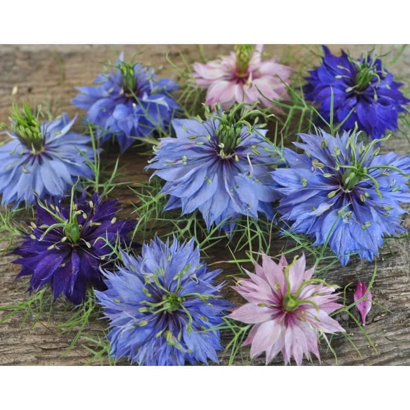 Persian Jewels Nigella Seeds — Exquisite Ornamental Blooms - Alt