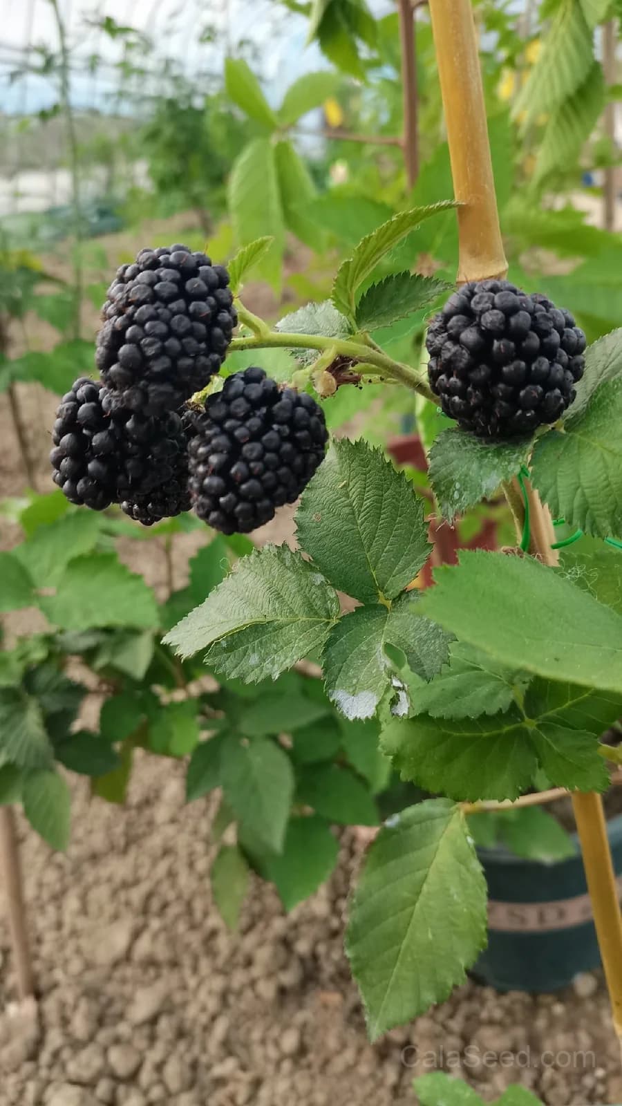 Raspberry 'Black Jewel' Seeds — Dark Berry High-Yield Fruit - View 7