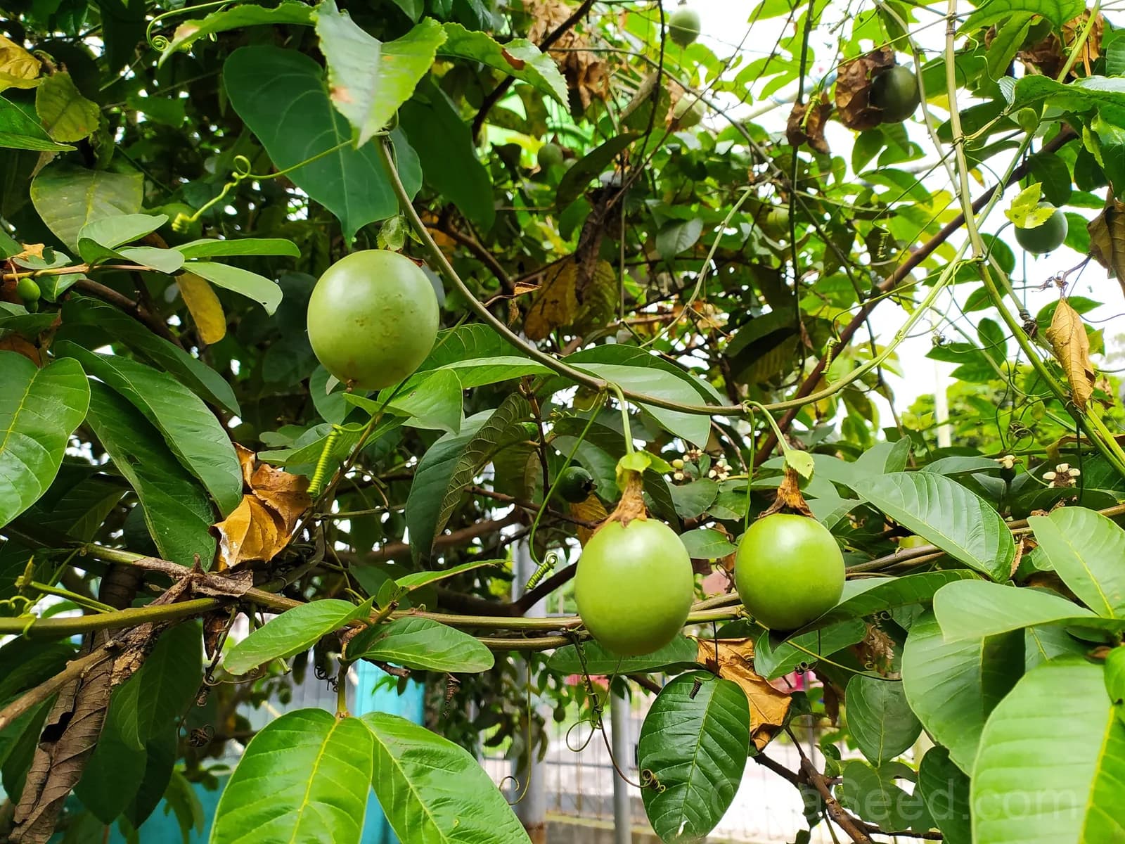 Yellow Passion Fruit 'Flavicarpa' Seeds — Golden Tropical Vine - View 3