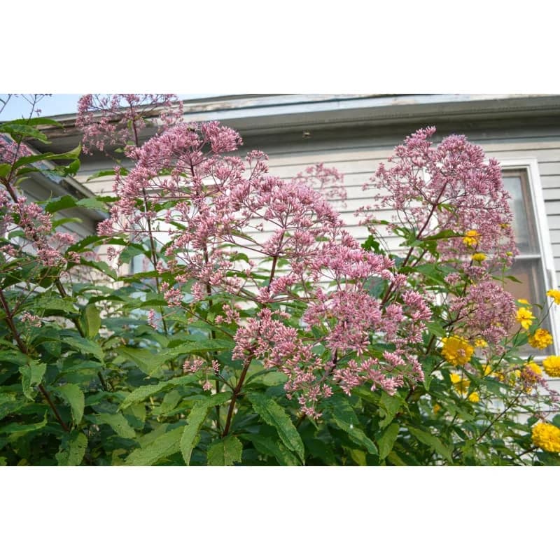 Joe Pye Weed Seeds — Native Perennial Butterfly Magnet - View 4
