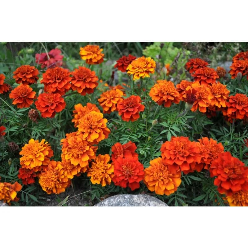 Fireball Marigold Seeds — Vibrant Red-Orange Blooms - View 3