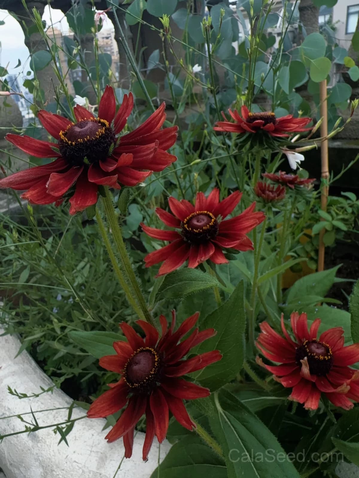Cherry Brandy Rudbeckia Seeds — Rich Wine-Red Blooms - Alt