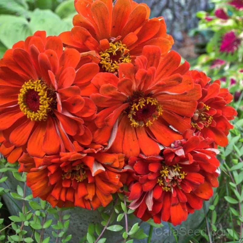 Orange King Zinnia Seeds — Vibrant Cut Flower Favorite - Alt
