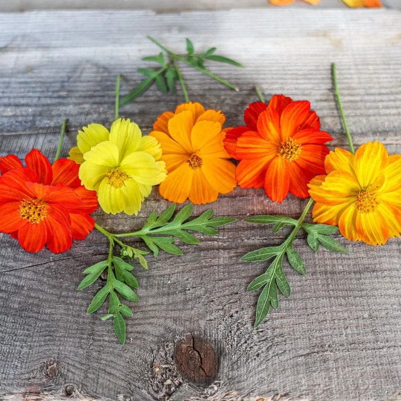 Carpet Mix Cosmos Seeds — Dwarf Flowering Annual Mix - Alt