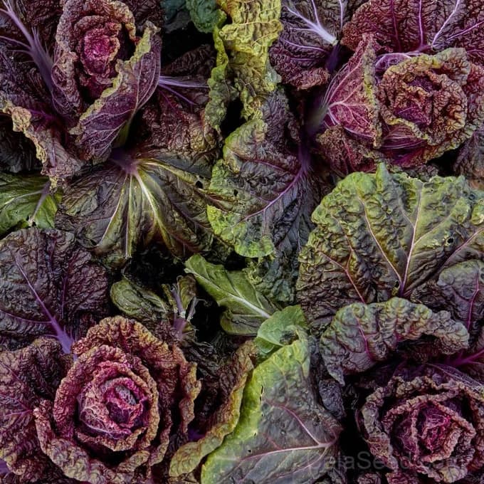 Wine Leaf Napa Cabbage Seeds — Sweet Asian Stir-Fry Green - Alt