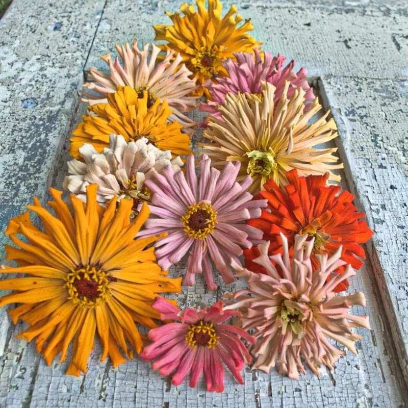 Cactus Flower Mix Zinnia Seeds — Vibrant Drought-Tolerant Blooms - Main
