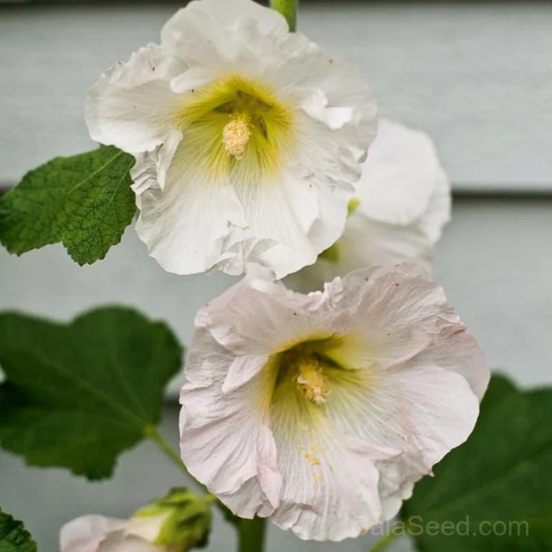 Antwerp Hollyhock Seeds — Classic Cottage Garden Bloom - Main