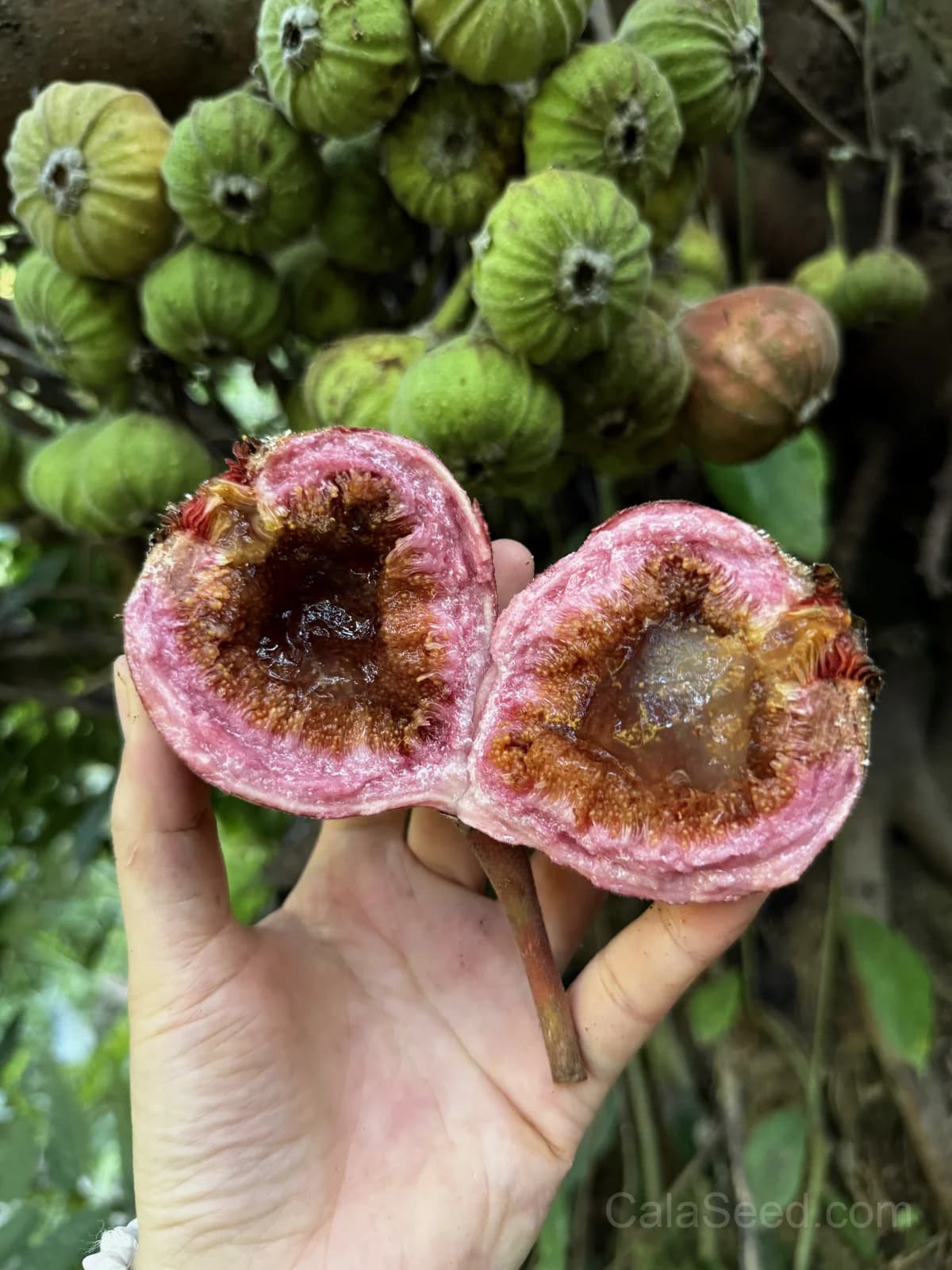 Fig 'Purple' Seeds — Sweet Ornamental Fruit - View 4