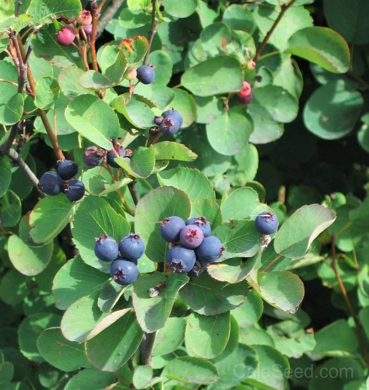 Saskatoon Serviceberry 'Amelanchier Alnifolia' Seeds — Native Edible Purple Berry - Main