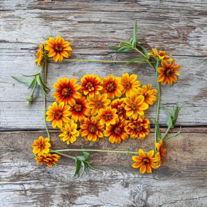 Persian Carpet Zinnia Seeds — Vibrant Heirloom Flower Mix - Main