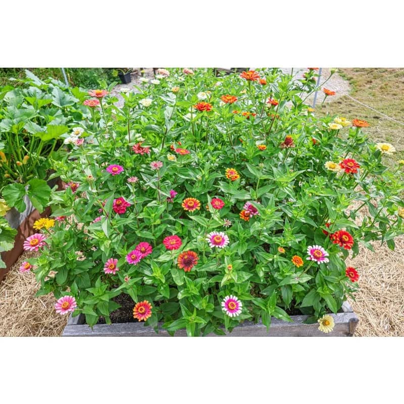 Carousel Mix Zinnia Seeds — Vibrant Multicolor Flower Blend - View 4