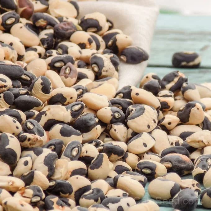 Phenomenal Cowpea Seeds — Southern Garden Staple - Alt