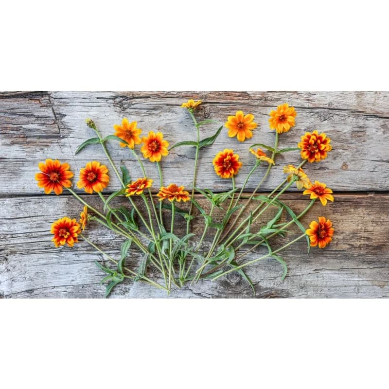 Persian Carpet Zinnia Seeds — Vibrant Heirloom Flower Mix - View 3