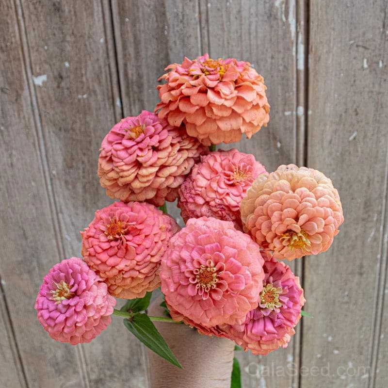 Oklahoma Salmon Zinnia Seeds — Heat-Tolerant Cut Flower - Main