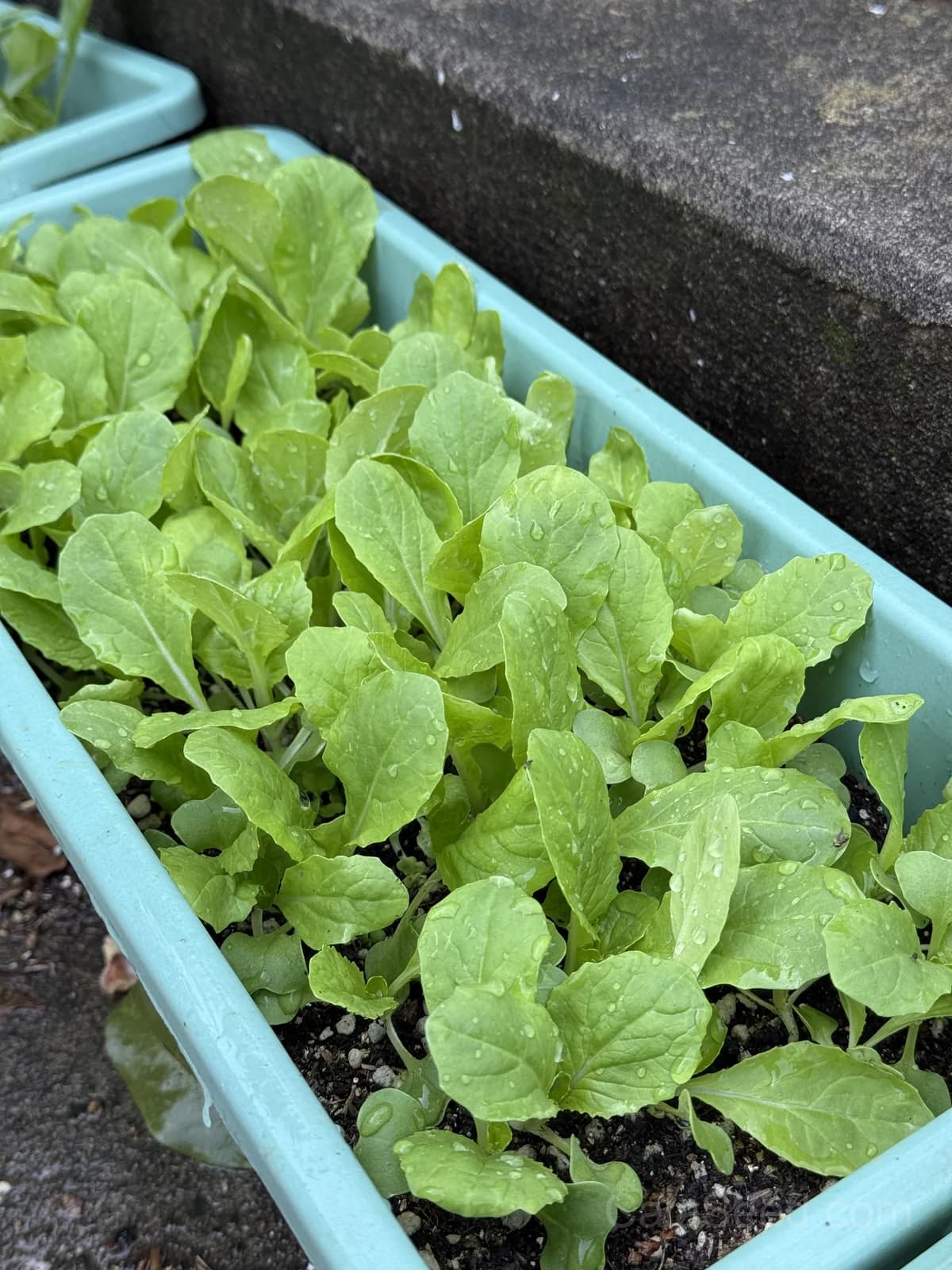 Pak Choi 'White Choi' Seeds — Tender Chinese Cabbage - View 5