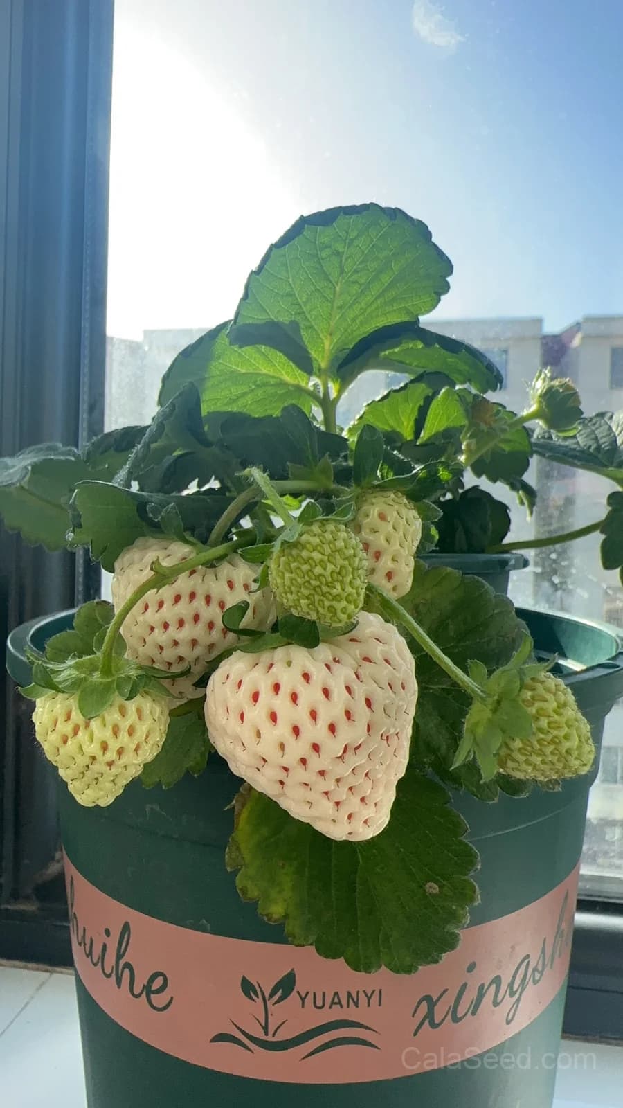 White Soul Strawberry Seeds — Alpine Berry Fragaria Vesca - View 6