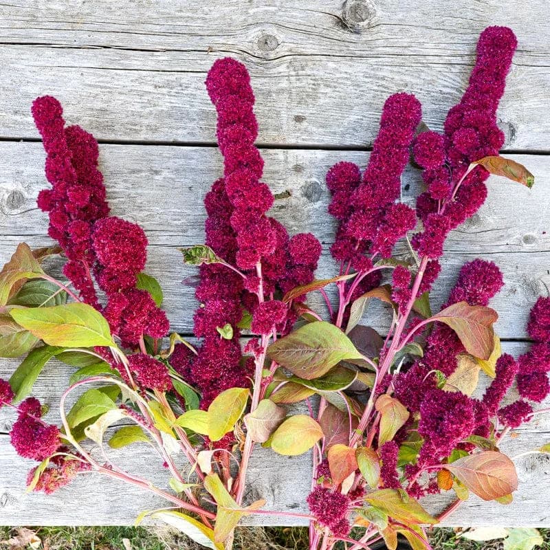 Elephant Head Amaranth Seeds — Striking Red Bloom - Alt