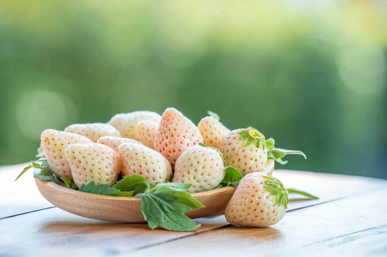 White Soul Strawberry Seeds — Alpine Berry Fragaria Vesca - Main