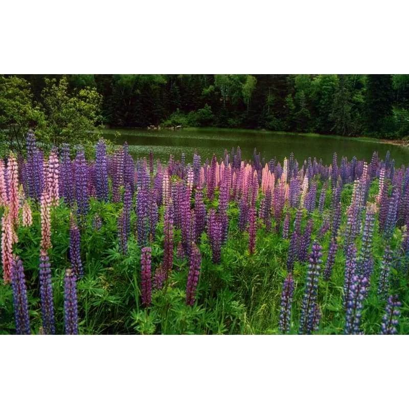 Wild Lupine Mix Seeds — Native North American Perennial - View 4