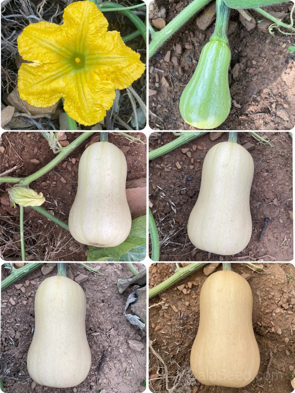 Waltham Butternut Squash Seeds — Classic Organic Winter Squash - View 2